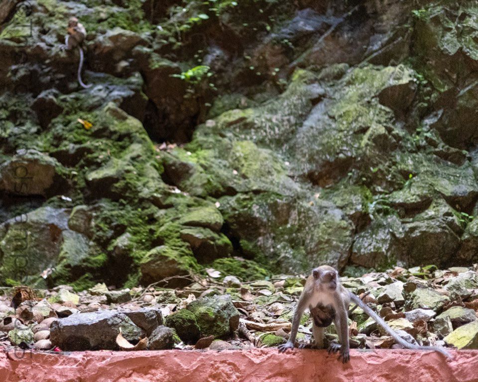 Macaque at the Batu Caves, Kuala Lumpur