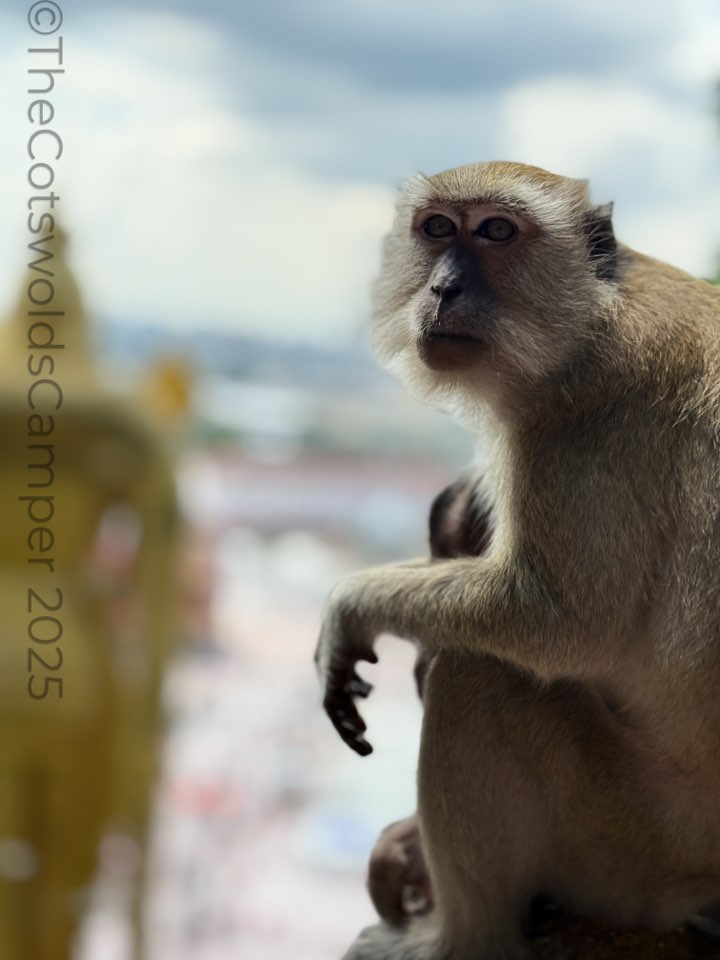 Macaque, Batu Caves, Kuala Lumpur
