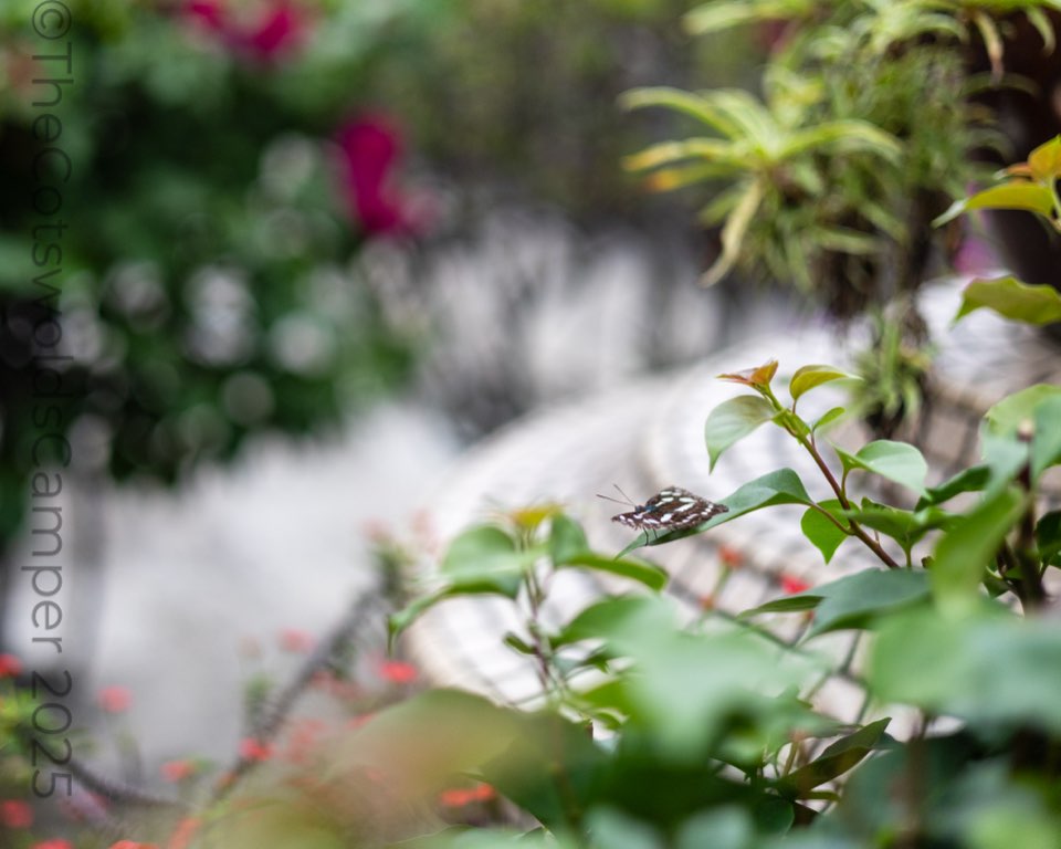 Butterfly, Penang, Malaysia