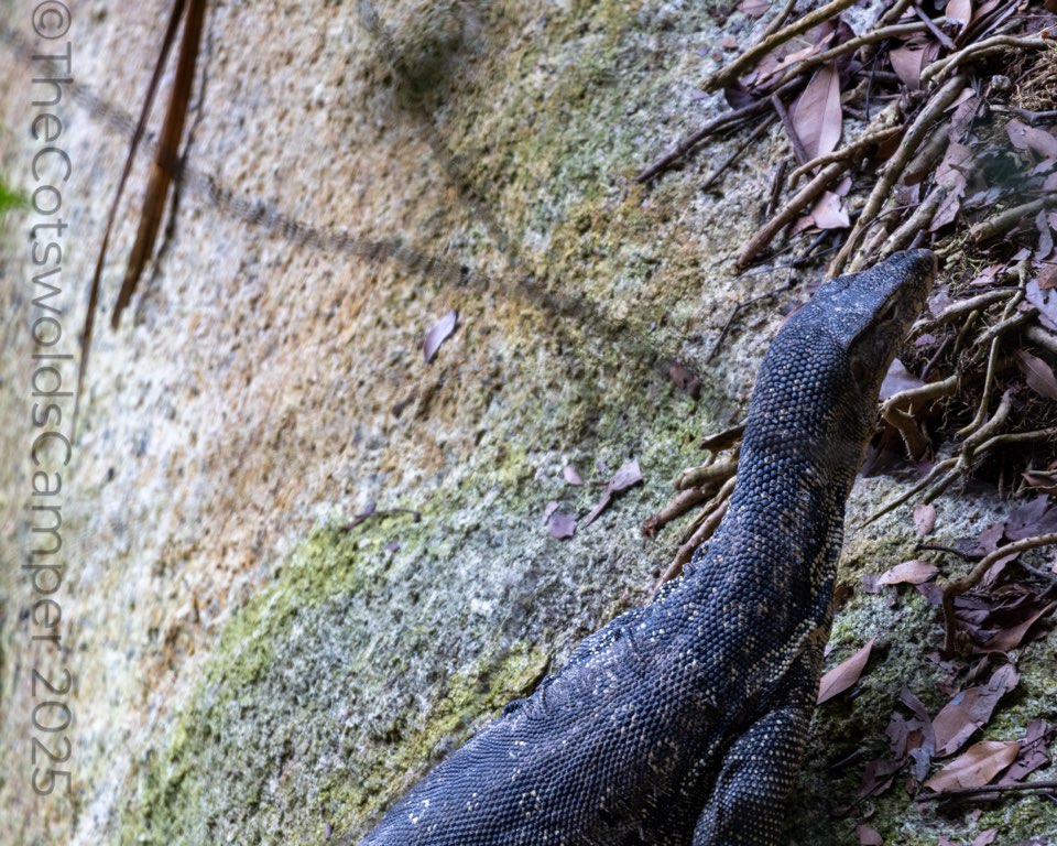 Water Monitor Lizard, Penang, Malaysia