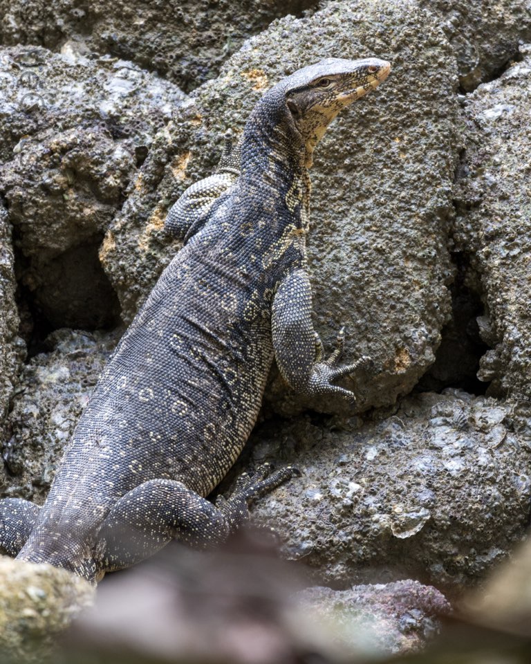 Monitor Lizard, Penang