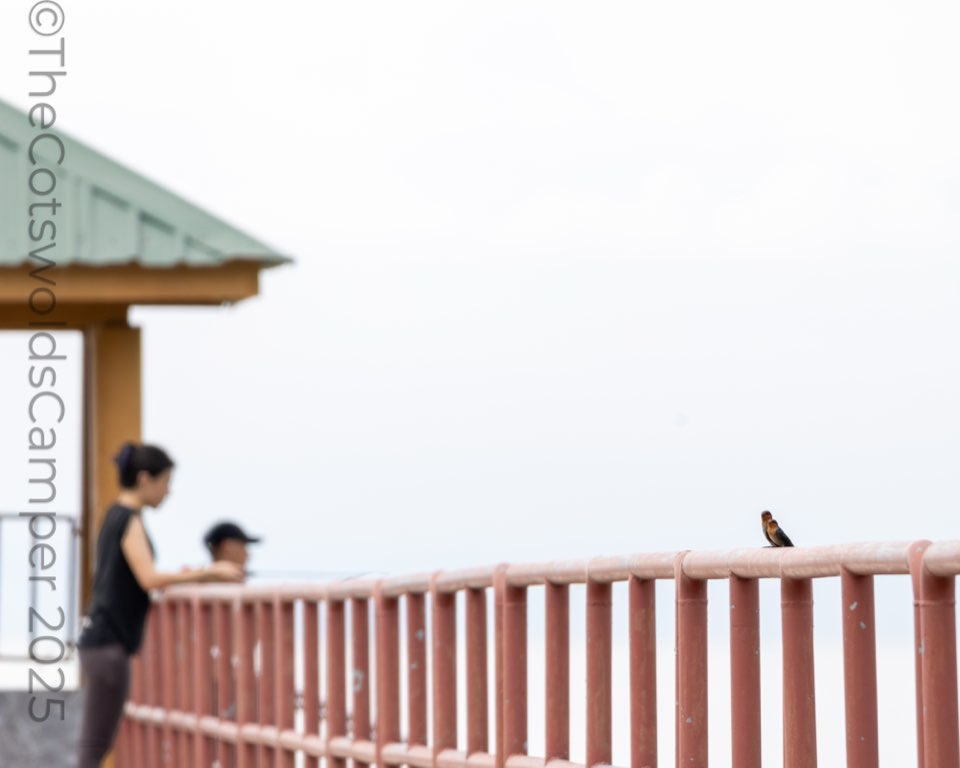Birds on a pier in Penang, Malaysia