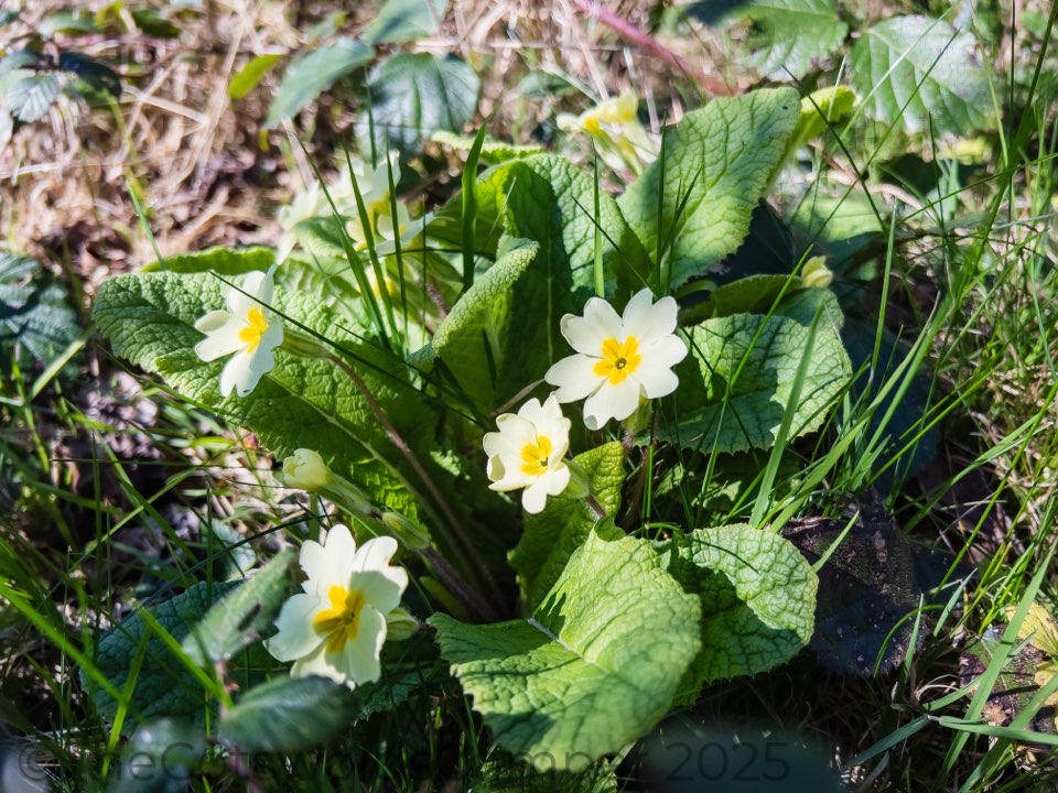 Spring at Prinknash Abbey, Gloucestershire, UK