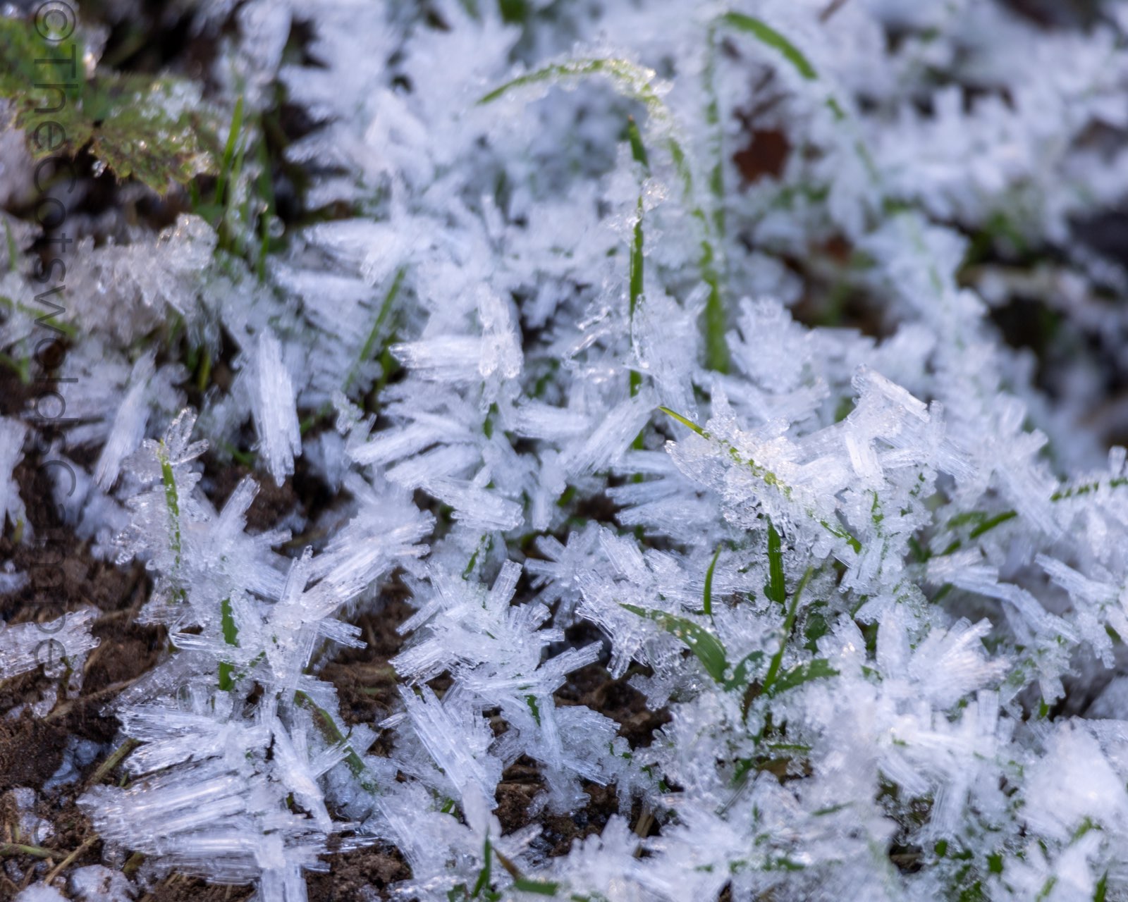 Frost in Roslin Glen