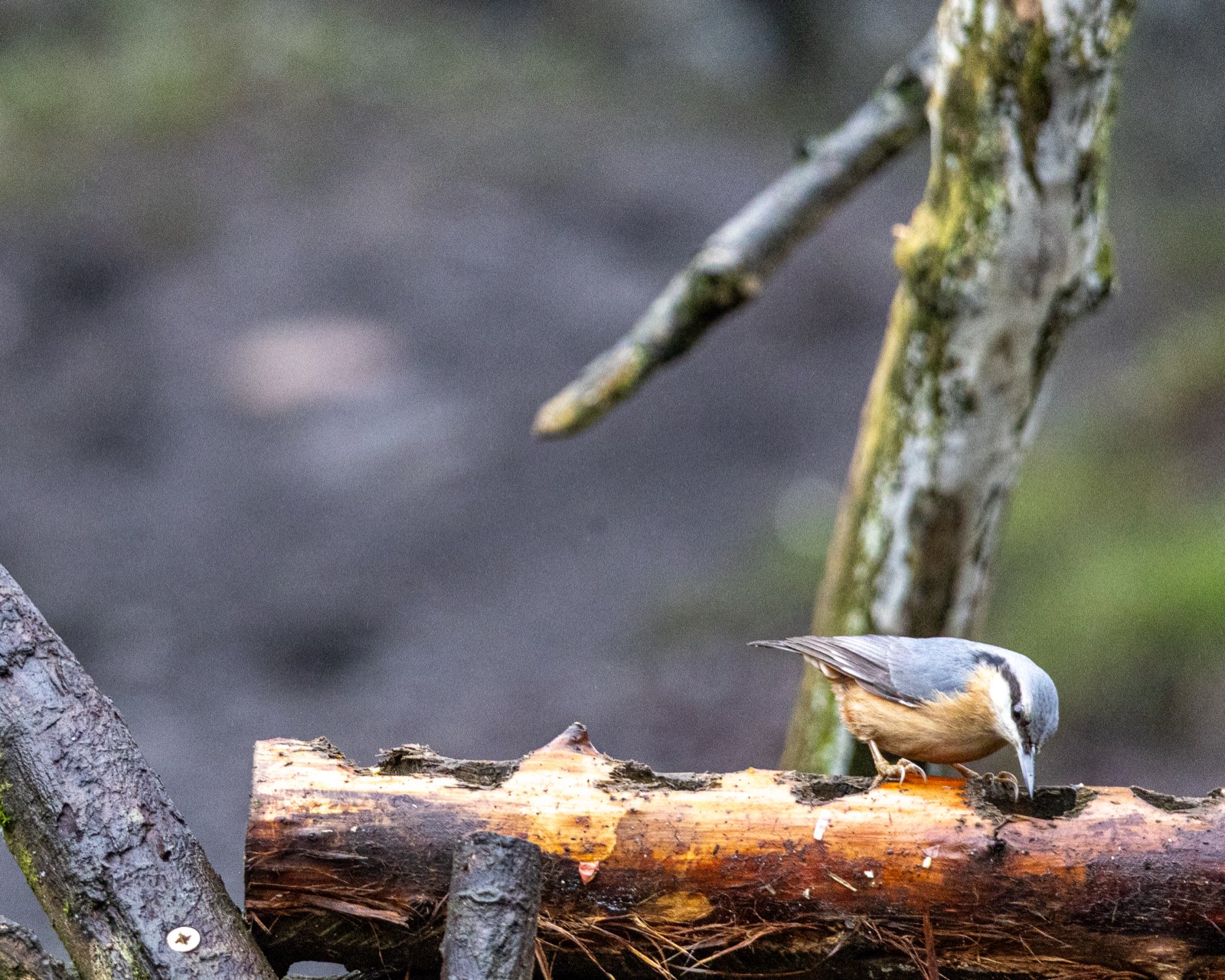 A nuthatch on a branch at Pennington Flash